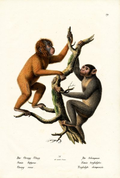 Orang-Utan, 1824 von Karl Joseph Brodtmann